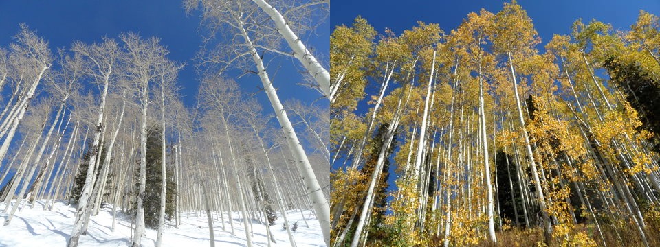 Aspens in Shadows