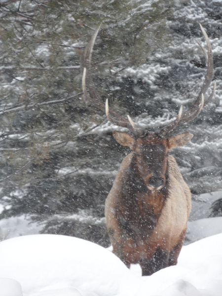 Click to sign up for free weather forecasts for Steamboat Springs!