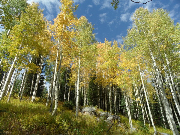 Click to sign up for free weather forecasts for Steamboat Springs!