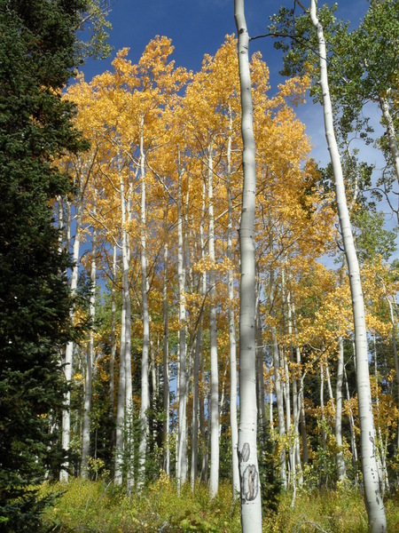 Click to sign up for free weather forecasts for Steamboat Springs!